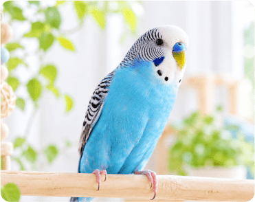 青いセキセイインコ