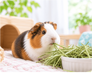 小動物９